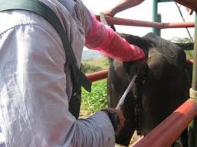 Inseminación Artificial