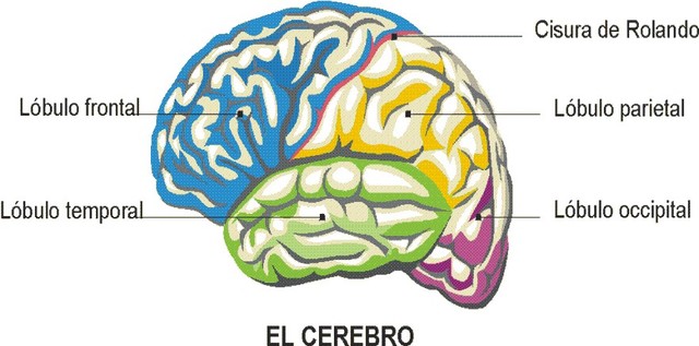 LOCALIZACION CEREBRAL