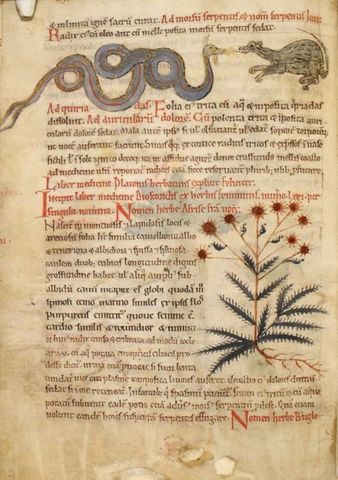 Antiguos escritos de veterinaria