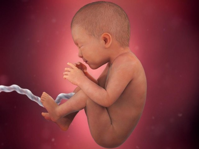 Meses Del Embarazo Ligia Garcia2 Timeline Timetoast Timelines