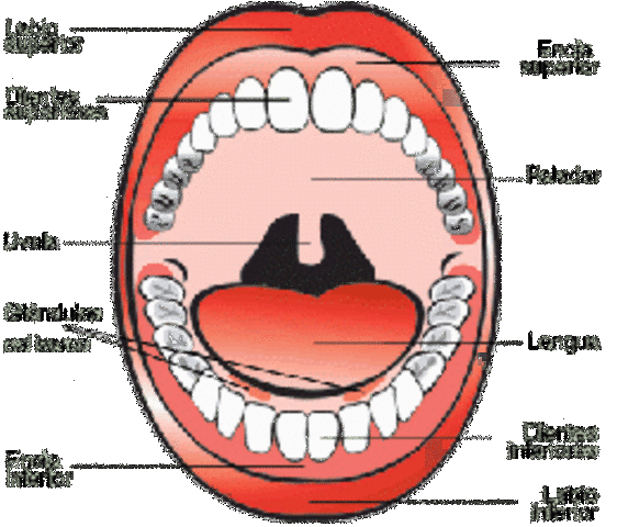 ESTRUCTURAS BUCALES