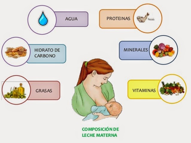 COMPOSICIÓN DE LA LECHE MATERNA