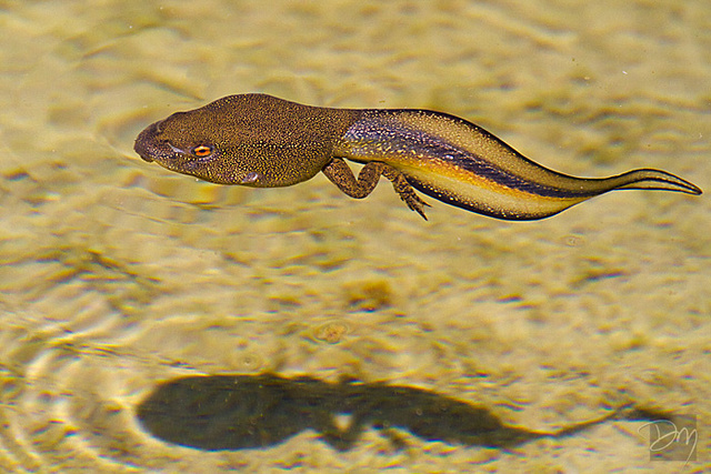 Mature Tadpole
