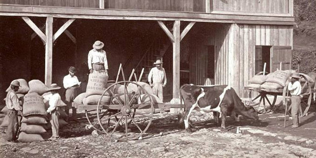 introduccion del cafe en guatemala