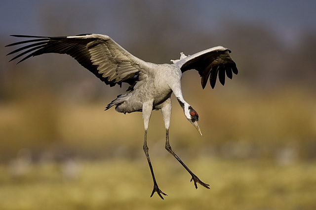 Comida de príncipes