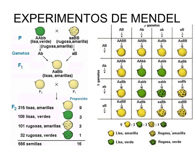 Johann Gregor Mendel