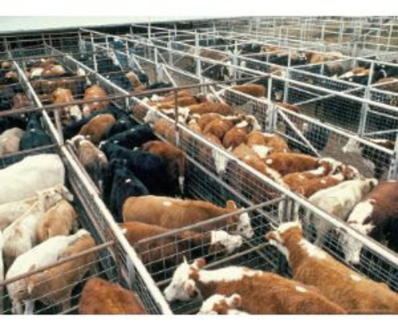 Carne con alto contenido en grasa