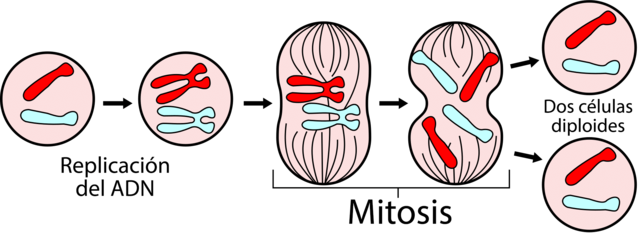 Mitosis