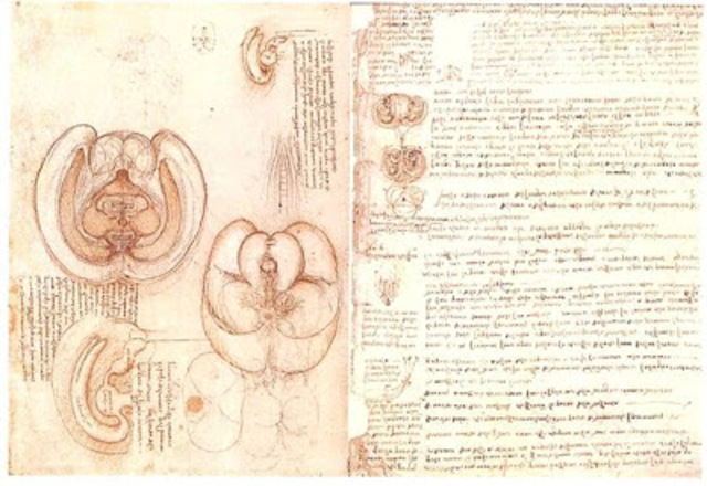 da vinci y la neuroanatomía