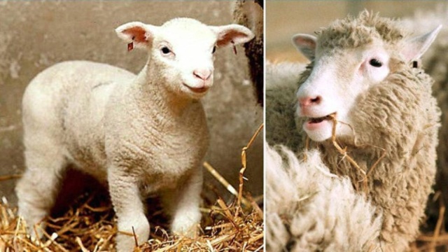 Primer animal clonado, oveja Doleong