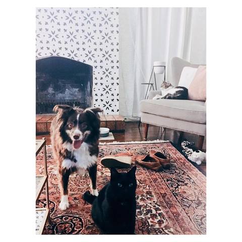 A New Furry Family Member