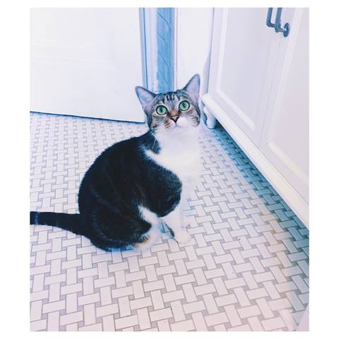 Another New Furry Family Member