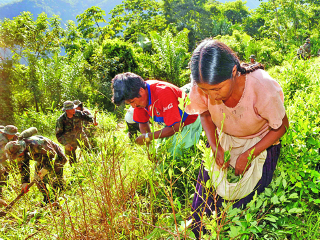 Incrementó la producción y procesamiento de drogas en Colombia.