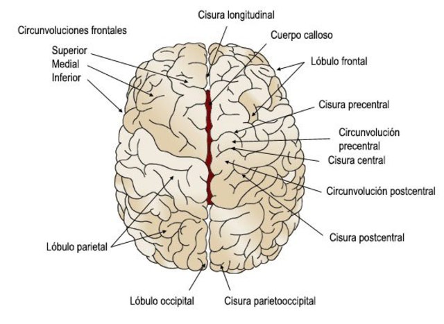 Siglo XIX , el siglo de la Corteza cerebral