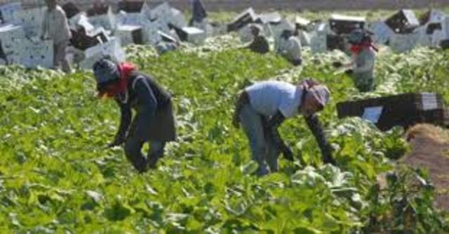 ESTATUTO PROTECTOR DE LOS TRABAJADORES DEL CAMPO
