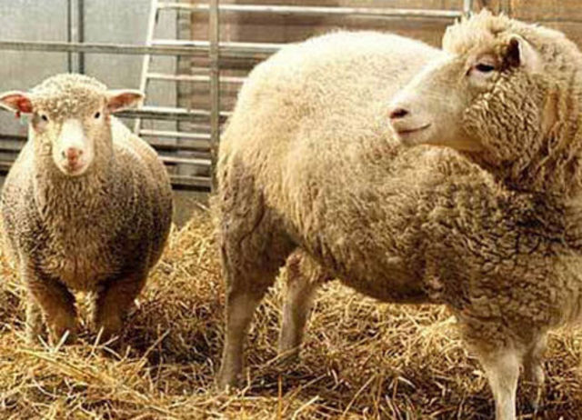 Clonacion de la oveja Dolly