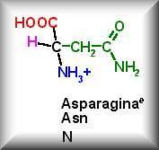 Se descubre el primer aminoácido la asparagina