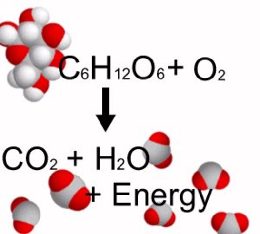 Se descubre la función de los hidratos de carbono