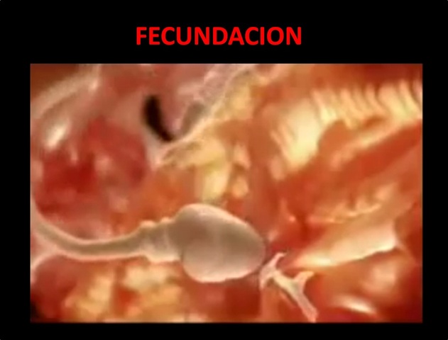 Periodo germinal zigótico