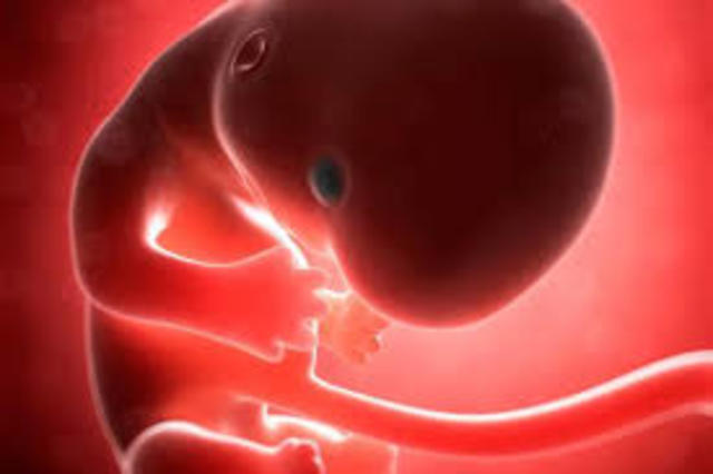 Desarrollo cognoscitivo