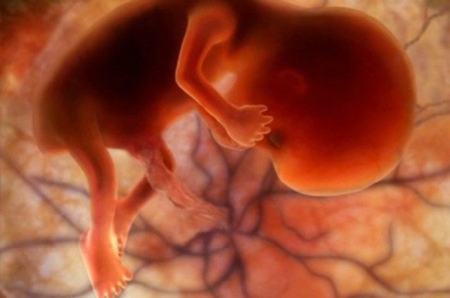 Desarrollo perinatal