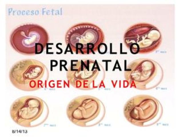 Etapa prenatal