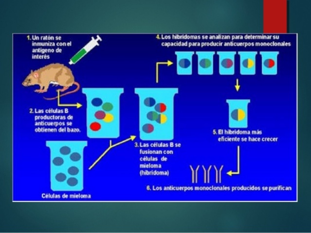 Anticuerpos monoclonales