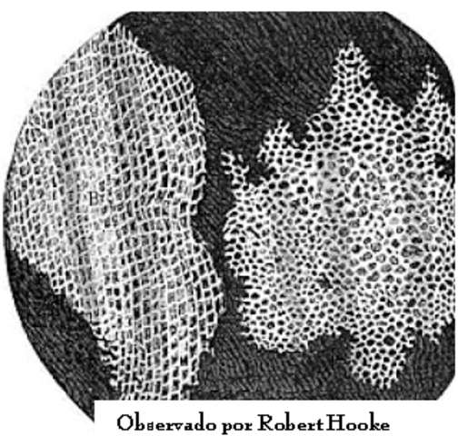 Robert Hooke