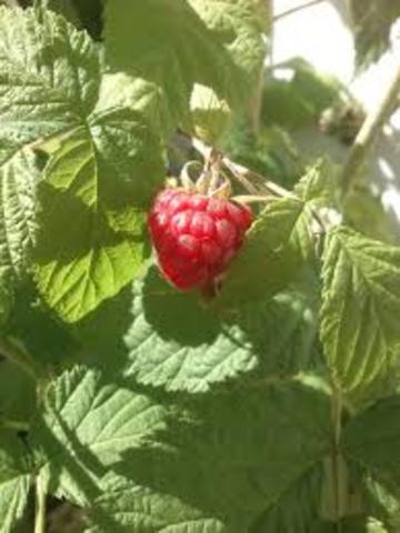 LA ALIMENTACIÓN EN LA INDIA