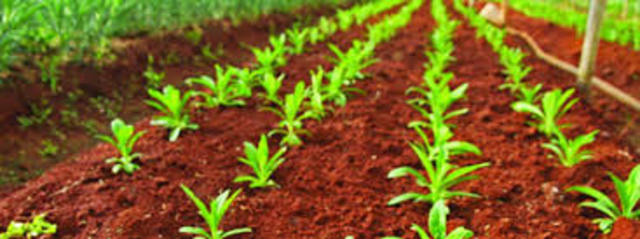 Agricultores siembran por primera vez cultivos biotecnológicos