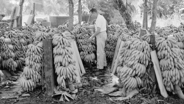 United Fruit Company