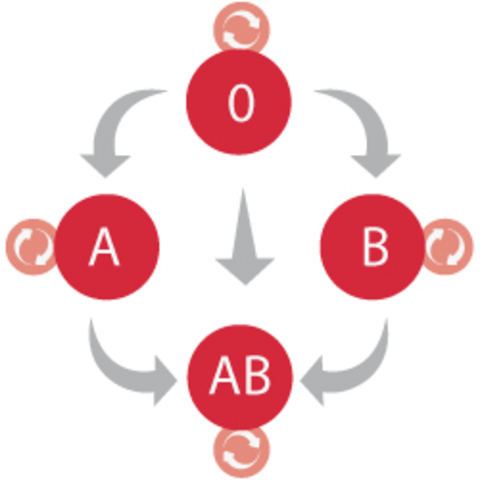 Descubren los grupos sanguíneos