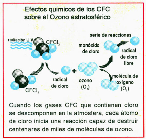 Comienza a investigar los CFC (cloruro, fluoruro, carbono) que dañan la capa de ozono