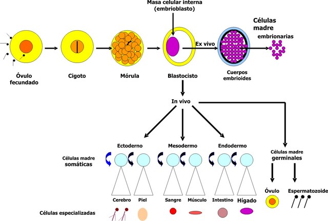 Desarrollan los primeros embriones humanos clonados maduros, cultivan y cosechan células madres de embriones a partir de ellas.