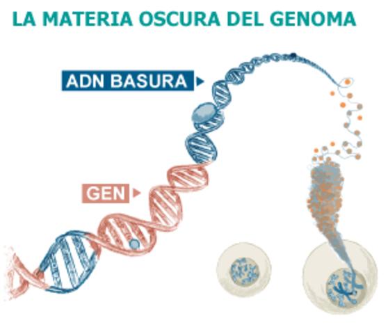 Utilidades del ADN basura(2012)