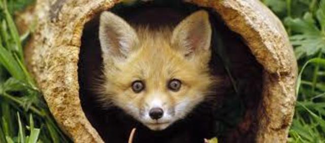 Día Mundial de la Vida Silvestre