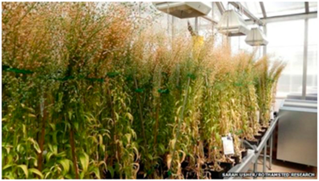 Plantas transgénicas