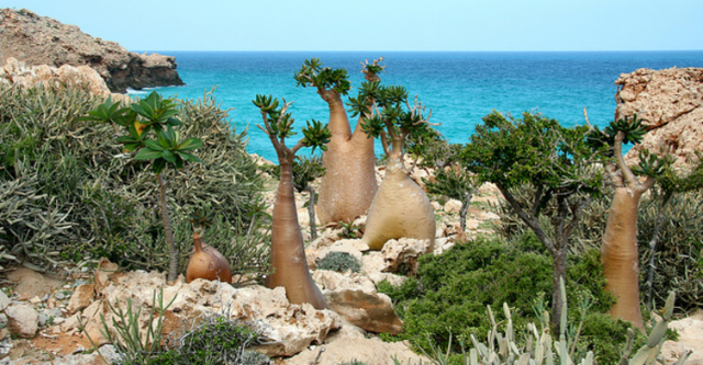 Alejandro Magno-conquista de Isla Socotora 356-323 A.C.