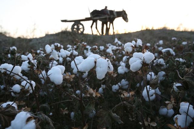 Domestication of Cotton