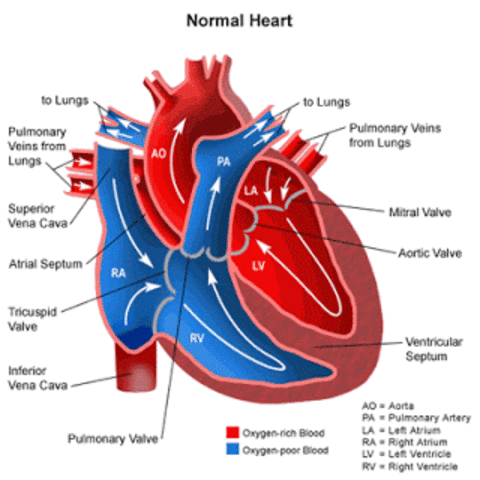 William Harvey discovered dogs heart pumps around the body and the heart has two distinct halves.