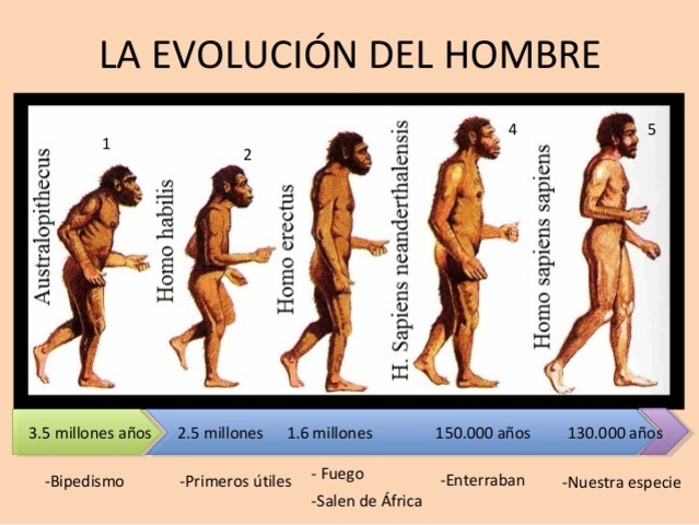ACTIVIDAD HUMANA SEDENTARIA