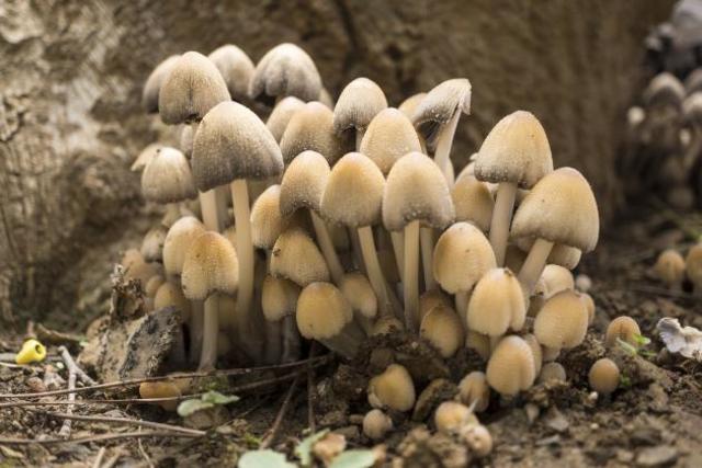 HONGOS PSILOCIBIOS Y DROGAS VISIONARIAS