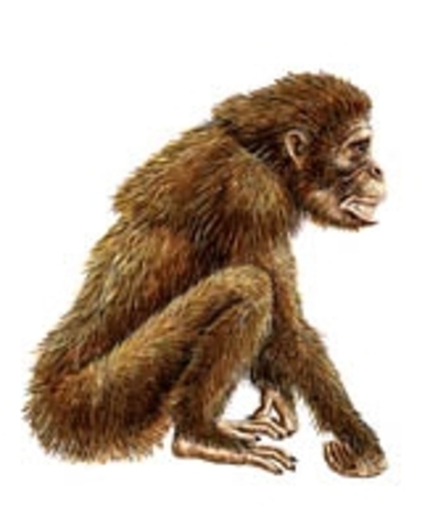 4 MIllion years ago - Australopithecine