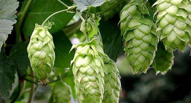 PLANTAS PRODUCTORAS DE ALCOHOL