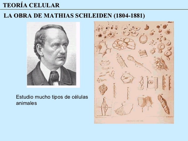 Schleiden y Schwann