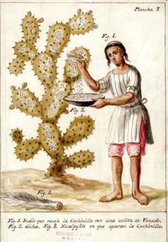 Uso de la gran cochinilla, tinte de caracol púrpura y el índigo o añil, para teñir.