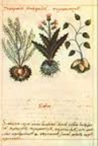 Libro acerca de las hierbas medicinales de los indios