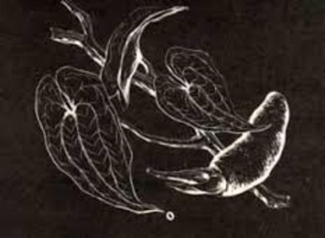 Se halla el Ácido Pipitzoico