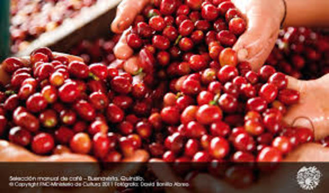 Cafe tipo exportacion