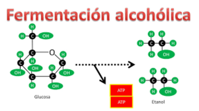 Fermentación alcohólica